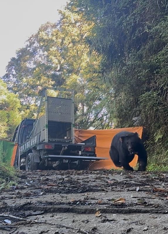2度入侵清水部落雞舍黑熊落網後野放 衛星追蹤結合部落巡守防範重返再犯