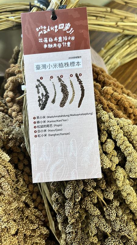 臺灣小米植株標本。