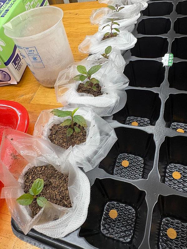 植生苗包:赤楊苗