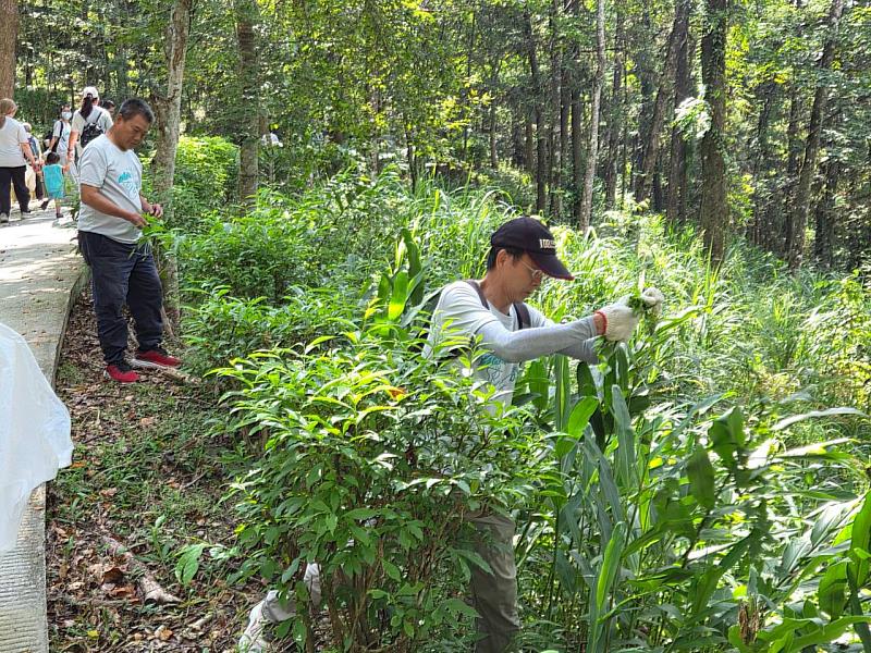 中良九天基金會志工走入林下清除小花蔓澤蘭確保山林不蔓延