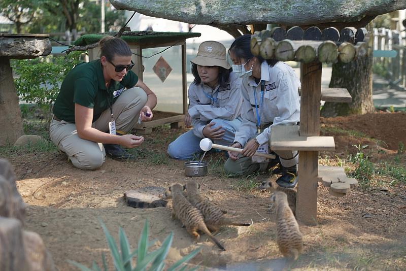 美國布里瓦德動物園動物行為與計畫總監Lauren Hinson,帶領學員使用響片和目標棒進行狐獴行為訓練。(圖/六福旅遊集團提供)