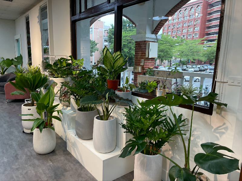 河畔綠藝所展示多款大型觀賞植物,以豐富綠意妝點空間,提供民眾多元選擇。(圖/中信科大提供)