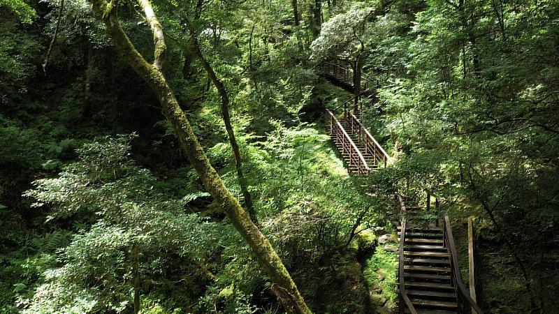 拉拉山國家森林遊樂區-自導式環狀步道漫遊園區巨木群。