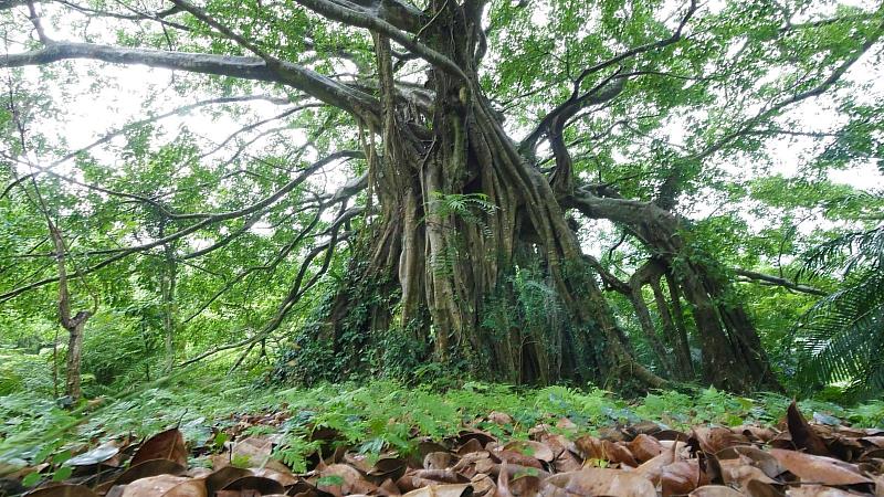 知本國家森林遊樂區-榕蔭步道百年大白榕。