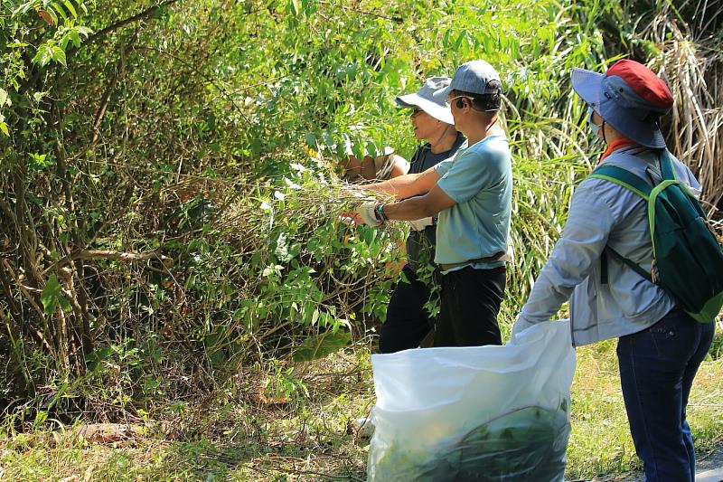 防治小花蔓澤蘭,應把握開花結實前進行人工移除,並盡可能連根拔除,減少再生及繁殖機會。