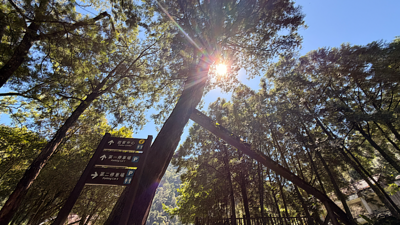 位於遊客中心入口前,自林場時期留存至今的臺灣肖楠,見證八仙山歷史變遷。