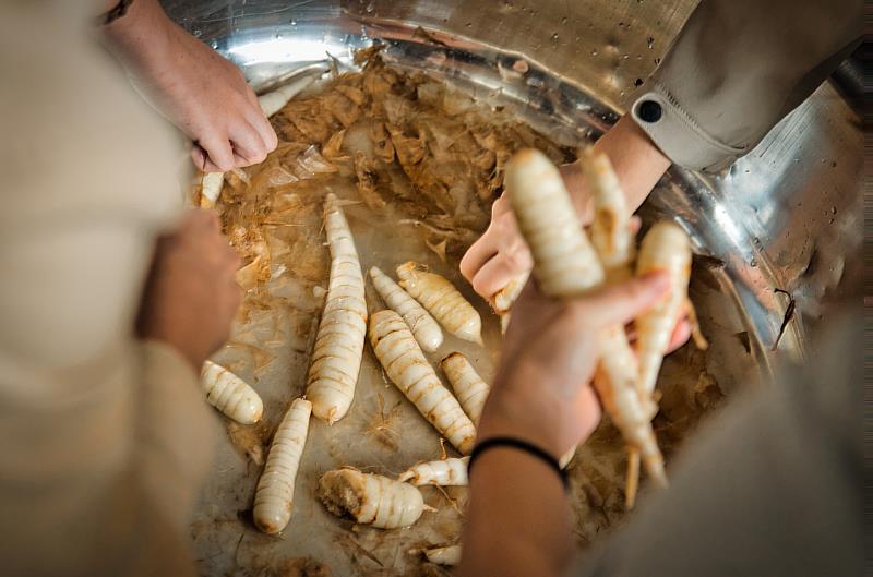 社區透過在地作物，發展食農教育及遊程。（圖為公舘社區辦理葛鬱金食農教育，讓遊客體驗在地產業。）