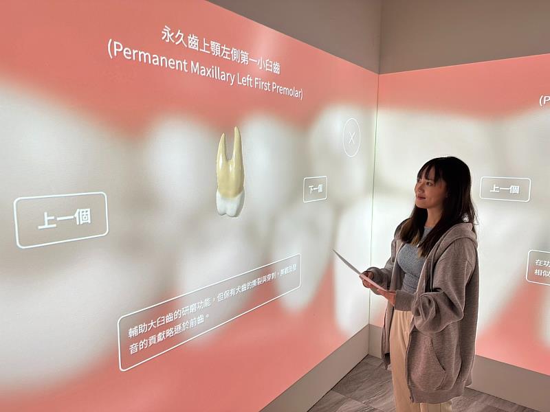 學生觸碰3D互動牆面即可探索牙齒細部構造。