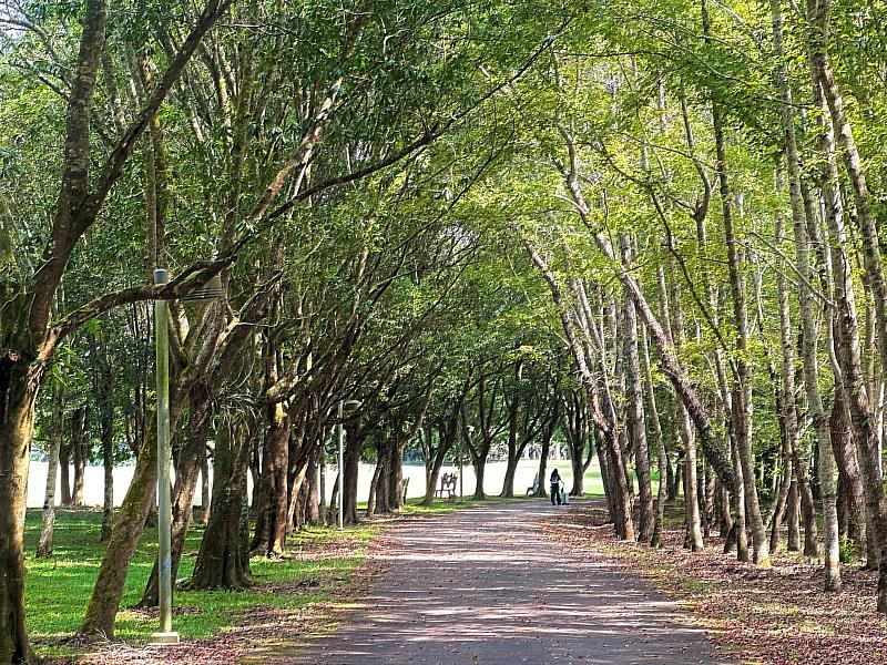 清晨走在「暨大香楠步道」林蔭間,可享受清新的芬多精。