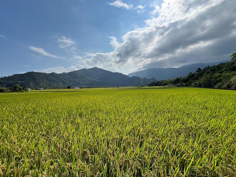 延續縣有耕地放領成果 臺東縣持續推動國有耕地放領作業 卑南鄉44筆土地20日公告