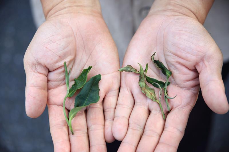 一般大葉烏龍（左）與被茶小綠葉蟬吸吮過的茶葉（右）。（四塊玉文創出版社提供）