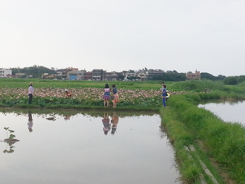 金山清水濕地 賞鶴賞蓮正當時