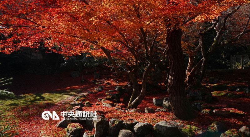 香草航空促銷1218元 東京賞楓過耶誕很小資