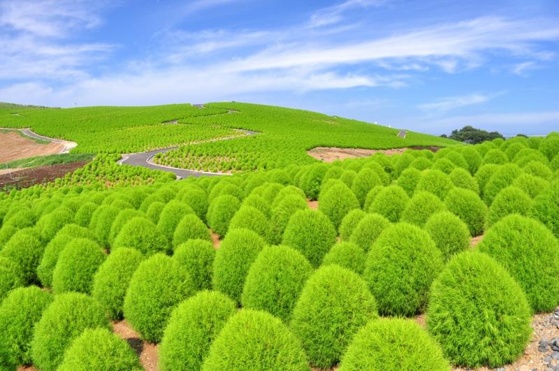 7月上旬到9月中旬的掃帚草也吸引許多人來朝聖，一顆顆圓圓的綠色球體，放眼望萌到不行。
（茨城機場提供）