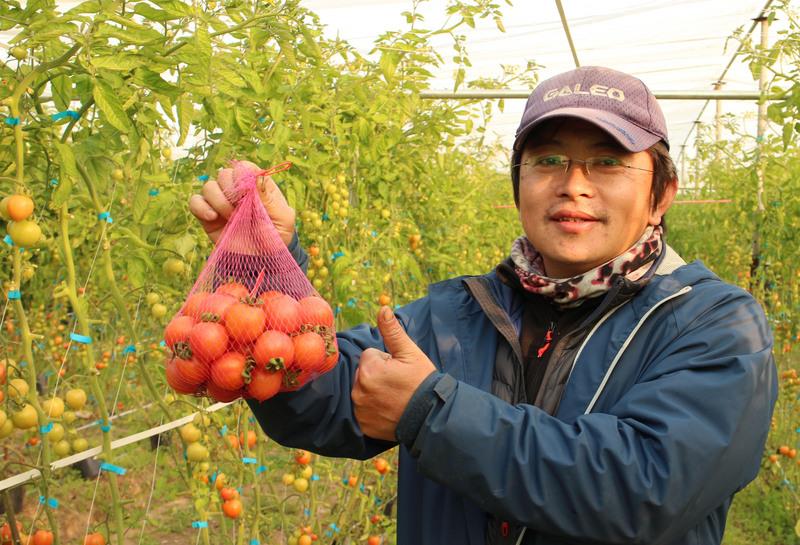 金門青年林國青回鄉種植小番茄，用羊糞堆肥加上滴灌系統，種出來的番茄甜度在7到8之間，吃5顆就飽；有別於一般12到14度的高甜度小番茄，吃了更健康。
