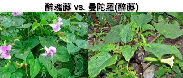 左為「醉魂藤」、右為「醉藤」曼陀羅。