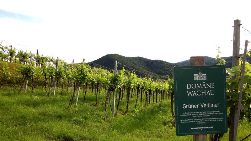 知名的瓦郝葡萄酒合作社（Domane Wachau），以綠維特利納品種聞名。
中央社記者屈享平攝
