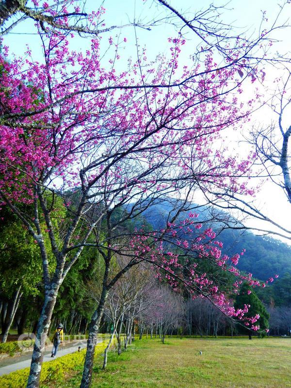 南投林管處12日表示，奧萬大楓葉逐漸掉落，目前為落 羽松、水杉正值紅葉，而春天才綻放的櫻花則提早開， 1月到3月可欣賞不同品種櫻花接續綻放。 （南投林管處提供） 中央社記者蕭博陽南投縣傳真