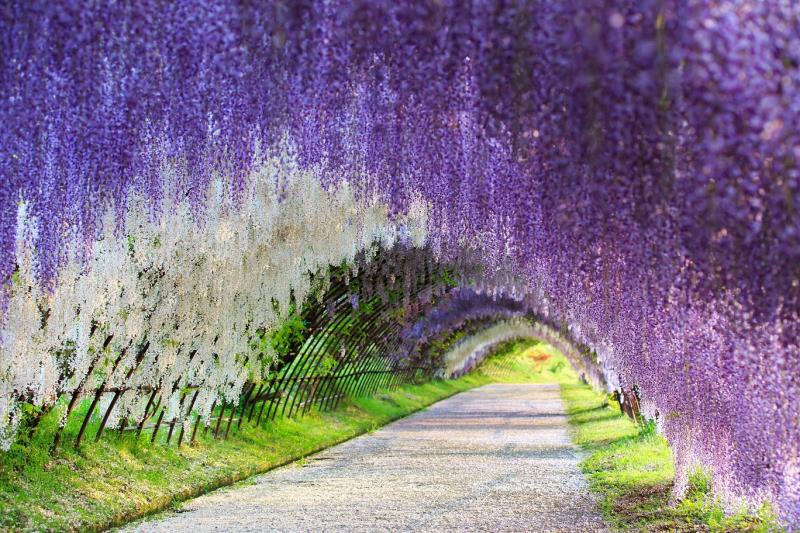 日本九州的河內藤園，可欣賞到紫藤花。