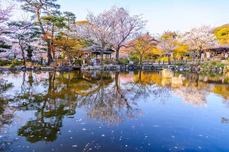 日本京都的円山公園，是賞櫻的絕佳聖地。