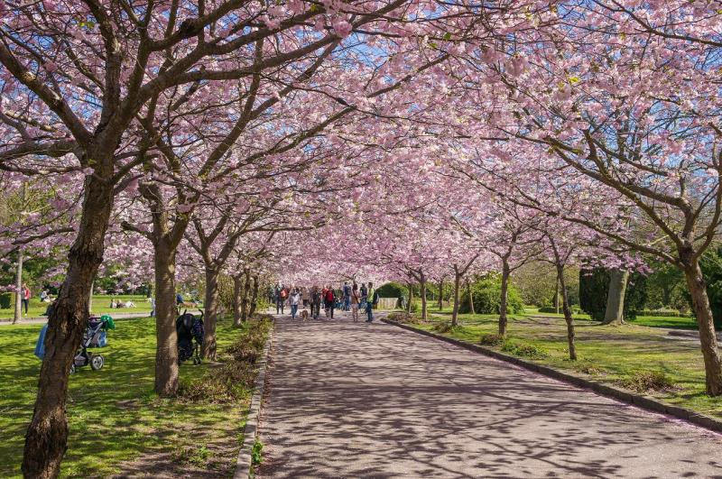 賞櫻不只能到日本，丹麥的哥本哈根長堤公園內也能看到。