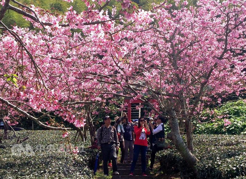 阿里山花季主角吉野櫻未綻放，遊客不妨先前往阿里山 賞櫻秘境頂石棹服務站附近觀賞幾乎滿開的昭和櫻，粉 紅色花瓣隨風飄舞，美得讓人讚嘆。 中央社記者黃國芳攝
