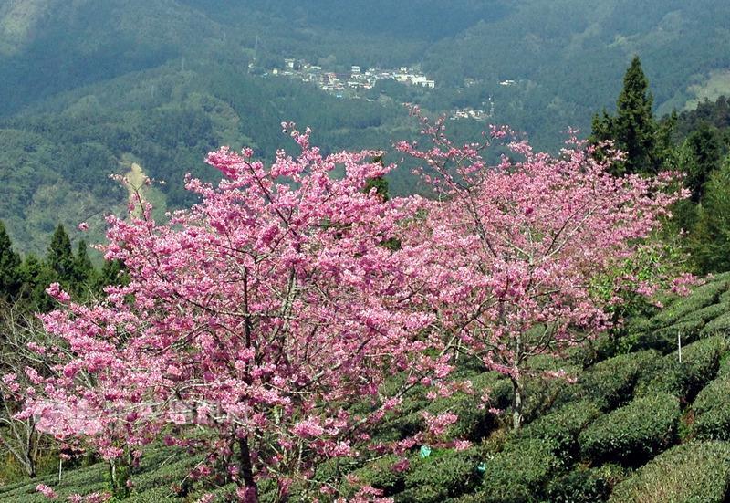 阿里山花季主角吉野櫻未綻放，遊客不妨先前往阿里山 賞櫻秘境頂石棹服務站附近觀賞幾乎滿開的昭和櫻，粉 紅色花瓣隨風飄舞，美得讓人讚嘆，還能眺望奮起湖。 中央社記者黃國芳攝