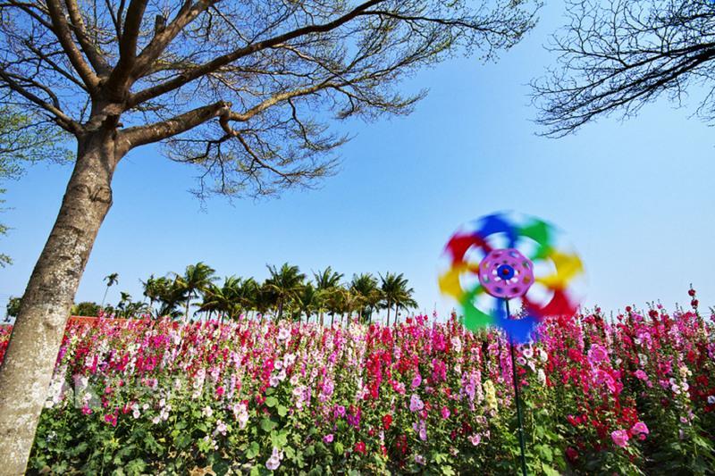 台南市學甲區蜀葵花田正在盛開，紅、紫、白、黃等各種繽紛色彩，讓人目不暇給。（台南市觀旅局提供）中央社記者楊思瑞台南傳真。