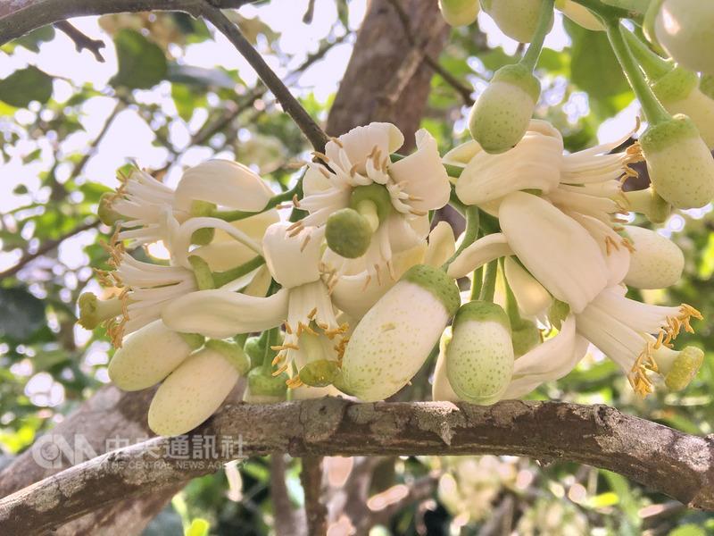 進入柚花（圖）盛開季節，新北市八里賞柚花祕境，有 如下雪般，飄散濃郁的花香。到八里散步踏青，可以享 受微風輕拂帶來的柚花香，眺望台北港與觀音山美景。 中央社記者黃旭昇新北市攝