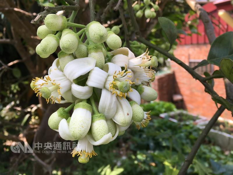 文旦柚屬芸香科作物，一般從3月中旬到清明節後正逢 花期，柚花花色潔白（圖），花的尺寸在所有柑橘類中 最碩大。開花時具有濃郁花香，盛開時滿樹潔白如下雪 。 中央社記者黃旭昇新北市攝 