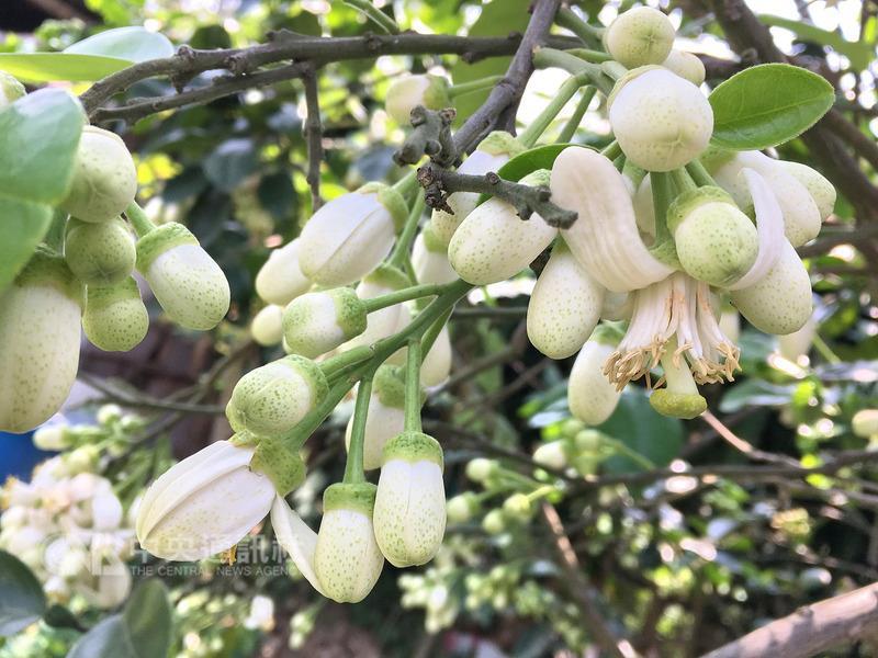 進入柚花（圖）盛開季節，新北市八里賞柚花祕境，有 如下雪般，飄散濃郁的花香。到八里散步踏青，可以享 受微風輕拂帶來的柚花香，眺望台北港與觀音山美景。 中央社記者黃旭昇新北市攝