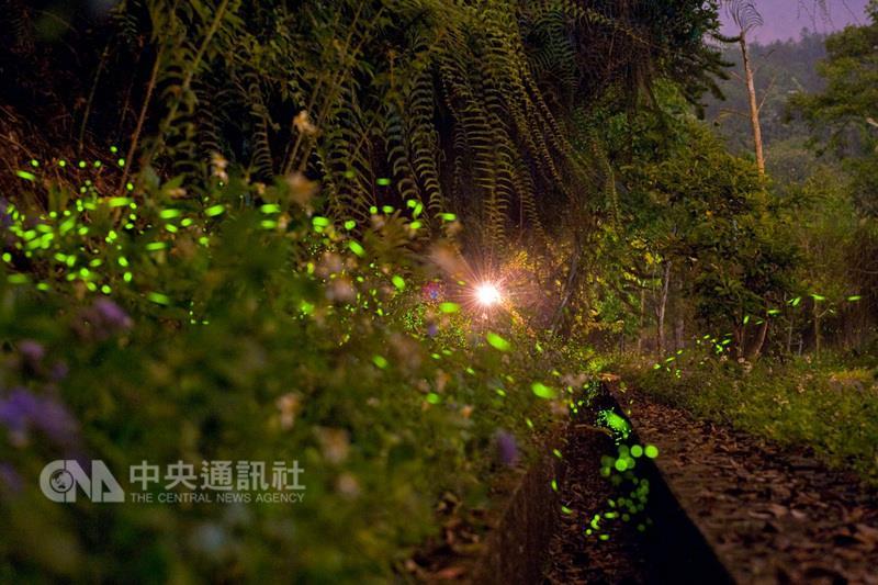 日月潭國家風景區賞螢火蟲（圖）季節來到，賞螢結合 在地生態體驗，還有許多優惠，日月潭國家風景區管理 處6日舉辦記者會邀民眾來賞螢。 （日月潭管理處提供） 中央社記者蕭博陽南投縣傳真