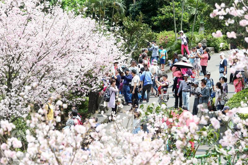 新北市淡水天元宮是賞櫻花的「朝聖」地點，櫻花每年吸引大批遊客，天壇樓旁的櫻花樹開花最茂盛「櫻王」因細菌感染死亡，整株櫻花樹挖除，不過，其他的櫻花林，櫻花粉嫩怒放，仍與遊客分享春意盎然的幸福。中央社記者吳家昇攝 