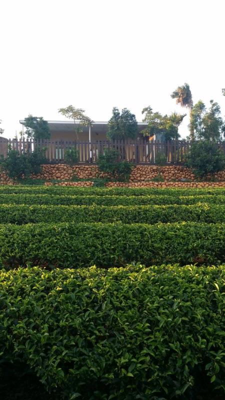彭貴賢的秘境四週有自己種茶園，夏天蟲鳴鳥叫、野兔穿梭，充滿田園野趣。