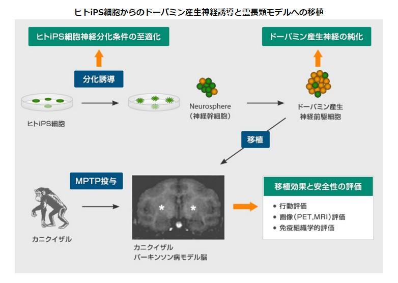 京都大學教授高橋淳與同僚發表研究指出，取自人類幹細胞製作的神經元，植入有巴金森氏症症狀的實驗室猴子的大腦後，猴子恢復了行動力。圖為髙橋淳教授研究概要。（圖取自京都大學iPs細胞研究所網頁www.cira.kyoto-u.ac.jp）
