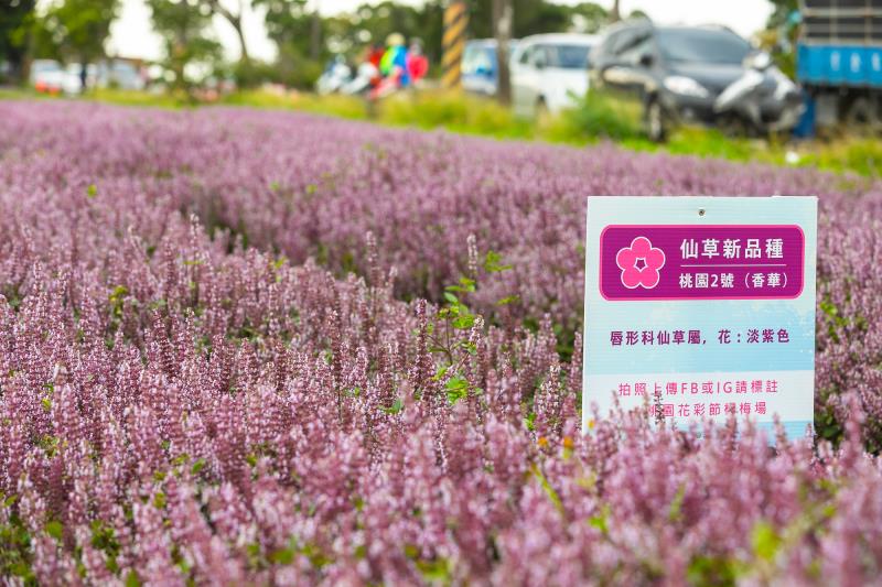 楊梅展區展示在地特色仙草花衍生商品