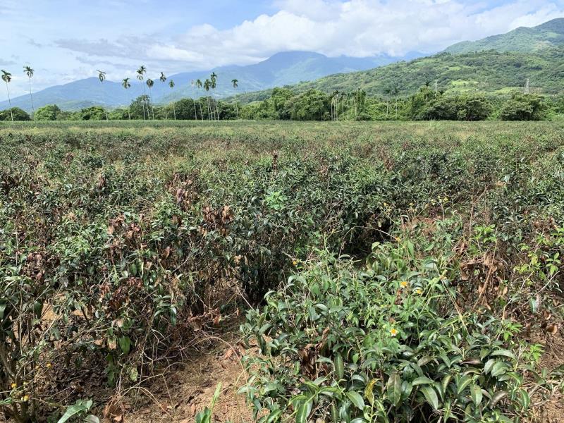 茶改場啟動抗旱服務團隊 巡查蜜香紅茶故鄉瑞穂