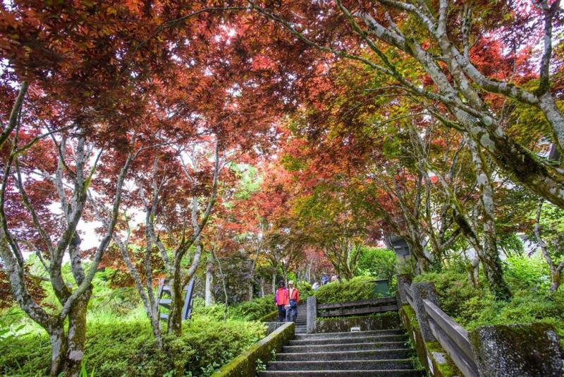 太平山國家森林遊樂區楓紅。（圖取自facebook.com/tps100.forest）