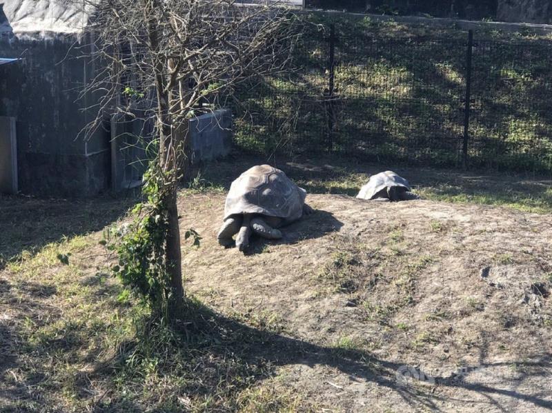 台北市立動物園17日表示，亞達伯拉象龜在兩棲爬蟲館出口處的新活動場有一處寬廣的小丘陵，象龜們天氣好時就會到外面爬山、曬太陽。（台北市立動物園提供）中央社記者陳昱婷傳真 110年2月17日