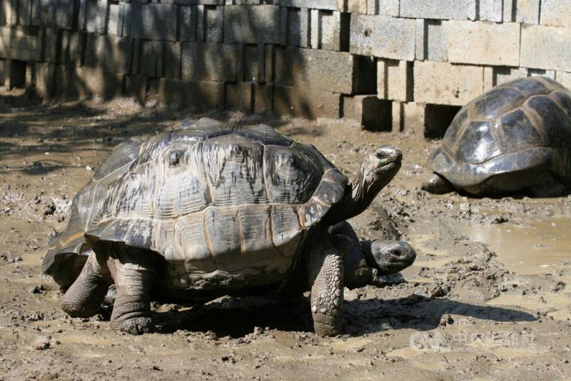 為改善亞達伯拉象龜因腳力差難繁殖的狀況，台北市立動物園提供山坡環境的照養方式，讓牠們多「爬山」，現在象龜們都擁有強壯的腿，能夠完成交配行為。（台北市立動物園提供）中央社記者陳昱婷傳真 110年2月17日
