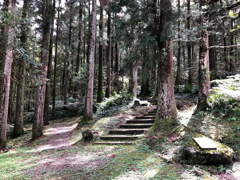 漫步桃園東眼山國家森林遊樂區整齊美麗的柳杉林，呼吸芬多精，展開最舒心的森林浴之旅