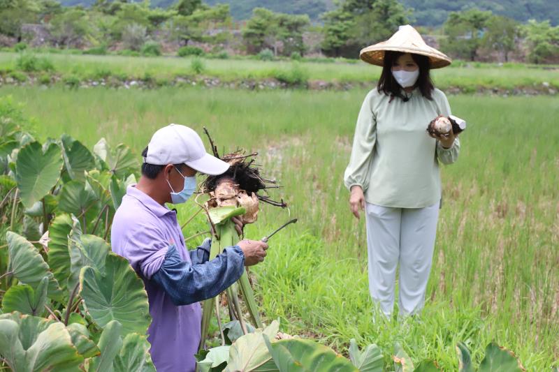 產地到餐桌，宜芳老師親自到培安農場與小農石厚忠一起採收新鮮有機芋頭，親自體驗採收有機芋頭的樂趣也了解到有機耕作的辛苦。