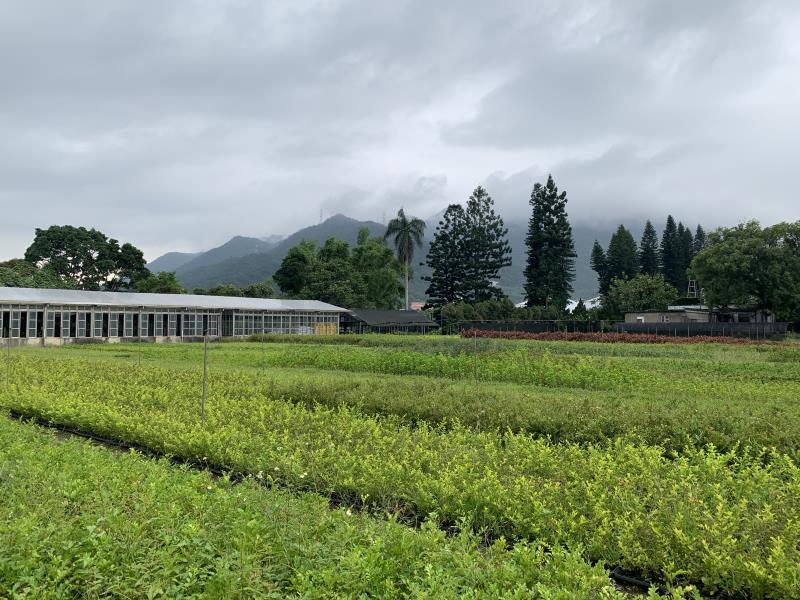 自110年9月1日至10月29日，新北農業局免費苗木開放申請。