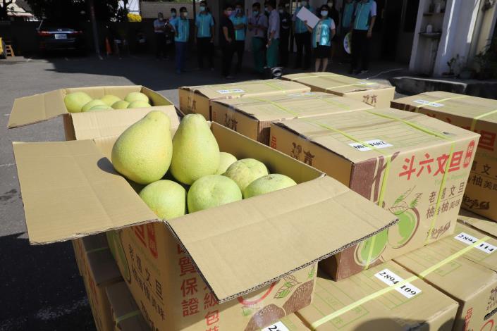 今年大斗六地區文旦品質佳。