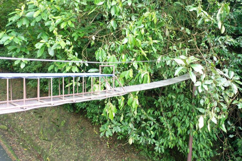 空中廊道讓動物從空中過路，避免路殺。