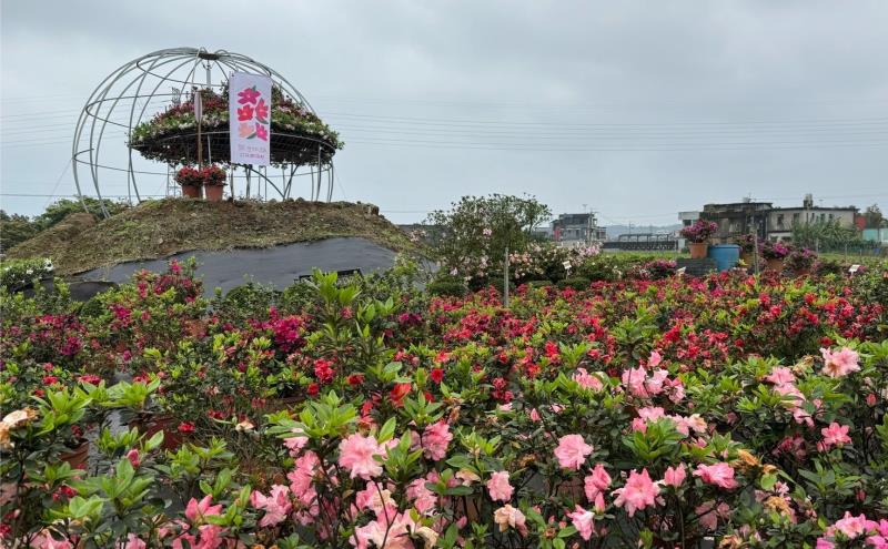 六三社區內青昀苗圃參與萬金杜鵑花展，作品名為杜鵑撞地球。