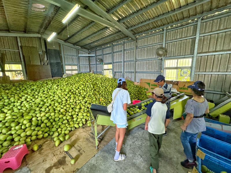 公益推廣計畫  友善耕作有機文旦銷售 