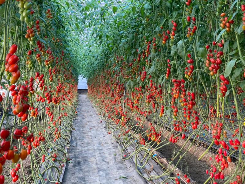 高鐵離職員工返鄉務農 紅寶石番茄開賣即完售