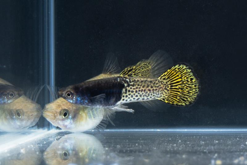 全場總冠軍：台灣鄭凱澤的金屬蕾絲圓尾。(圖_魚雜誌社提供)