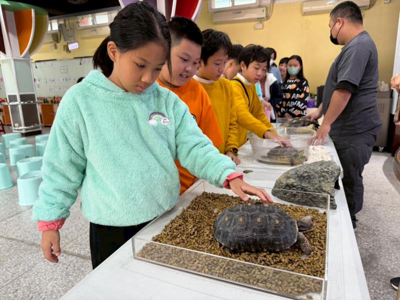桃園大埔國小學童，近距離與陸龜互動，學習爬蟲類習性.